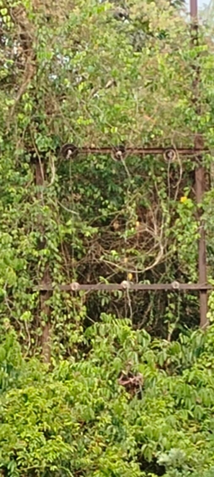 IMG-20250426-WA0053